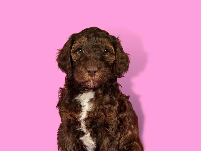 Chocolate tuxedo Goldendoodle puppy