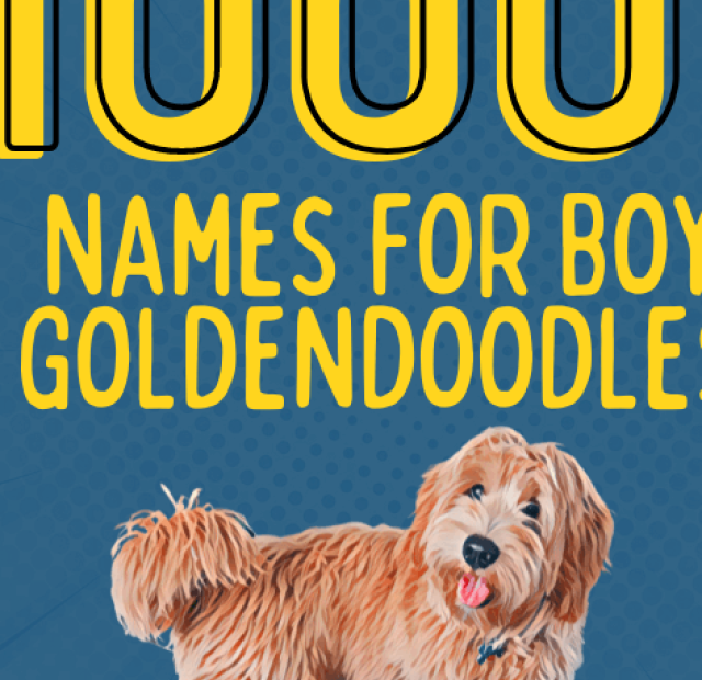 1000 names for boy goldendoodle.