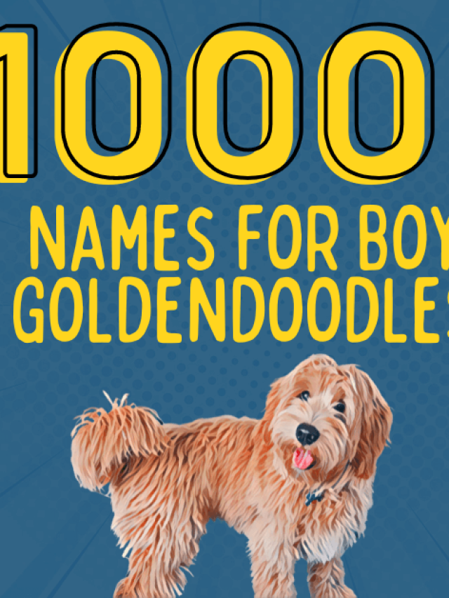 1000+ Boy Goldendoodle Names Story