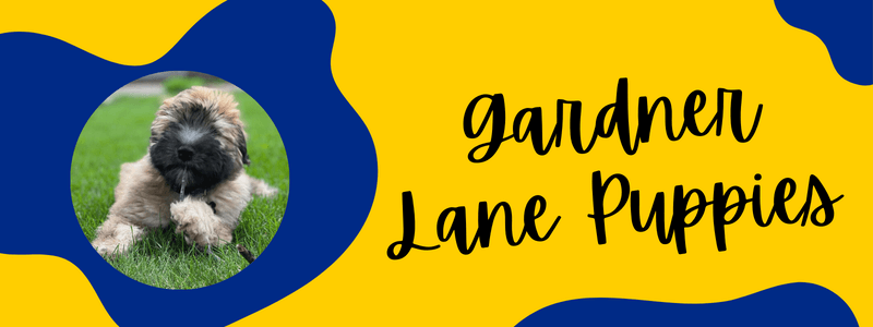 Blue and gold banner with gardner lane puppies text