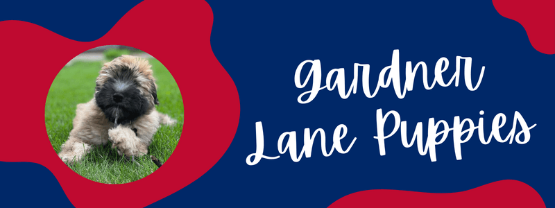 Visual banner of Gardner Lane Puppies Whoodle breeder 