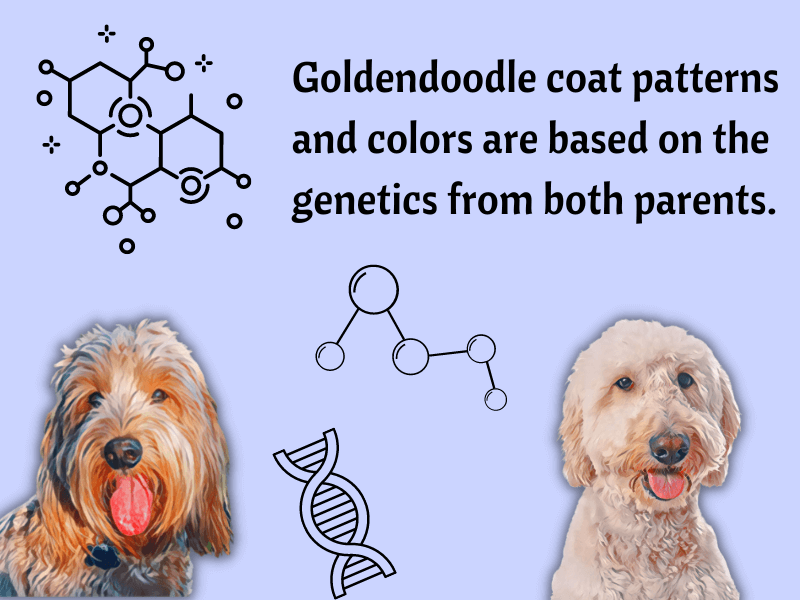 Visual of Goldendoodle genetics and effect on coat color and pattern