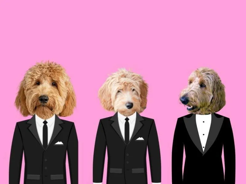Three different Goldendoodles wearing cartoon tuxedos