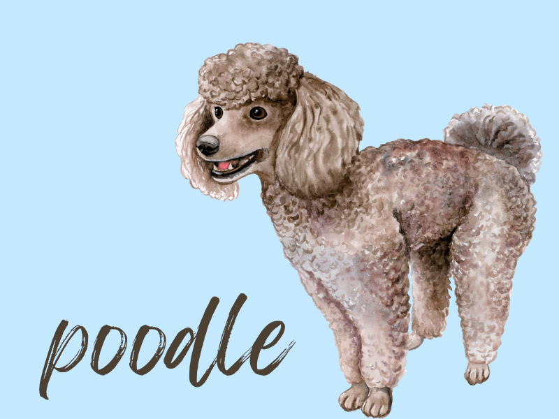 Cartoon portrait of a Poodle