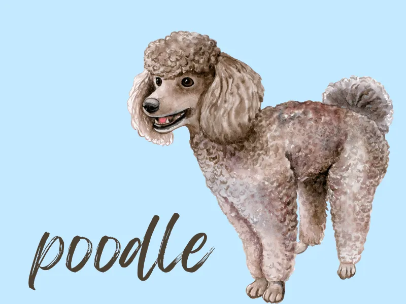 Cartoon portrait of a Poodle