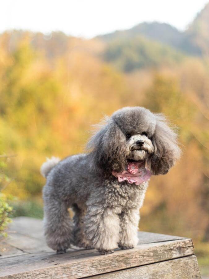 Gray Toy Poodle standing on a deck