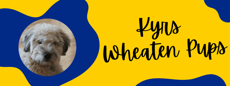 Blue and gold banner with Kyrs wheaten pups text