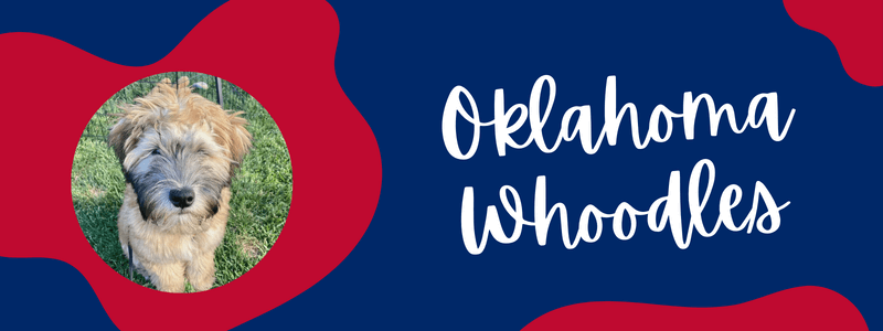 Visual banner of Oklahoma Whoodles