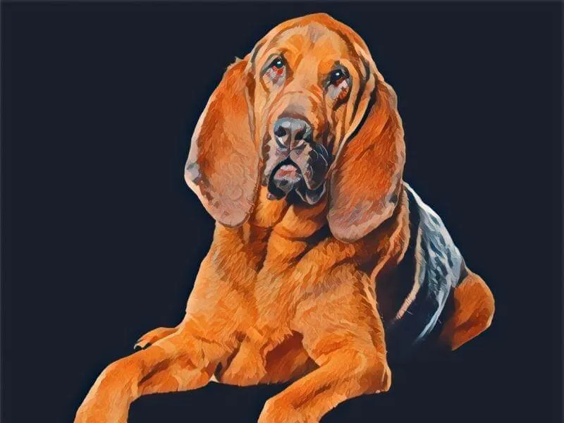 Painted portrait of a Bloodhound