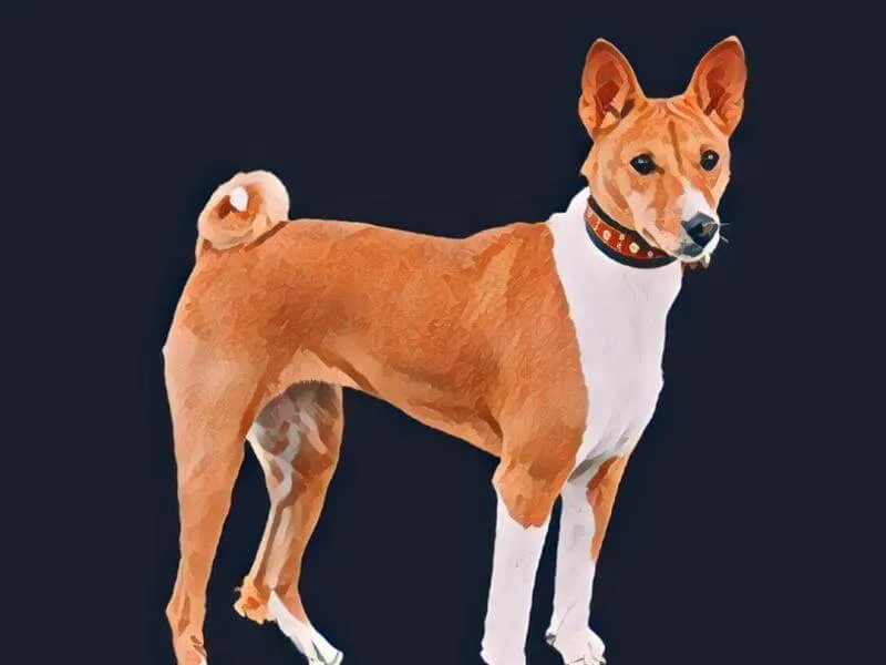 Portrait of a Basenji dog