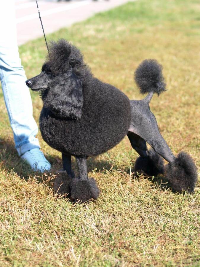 Black standard Poodle with the continental clip