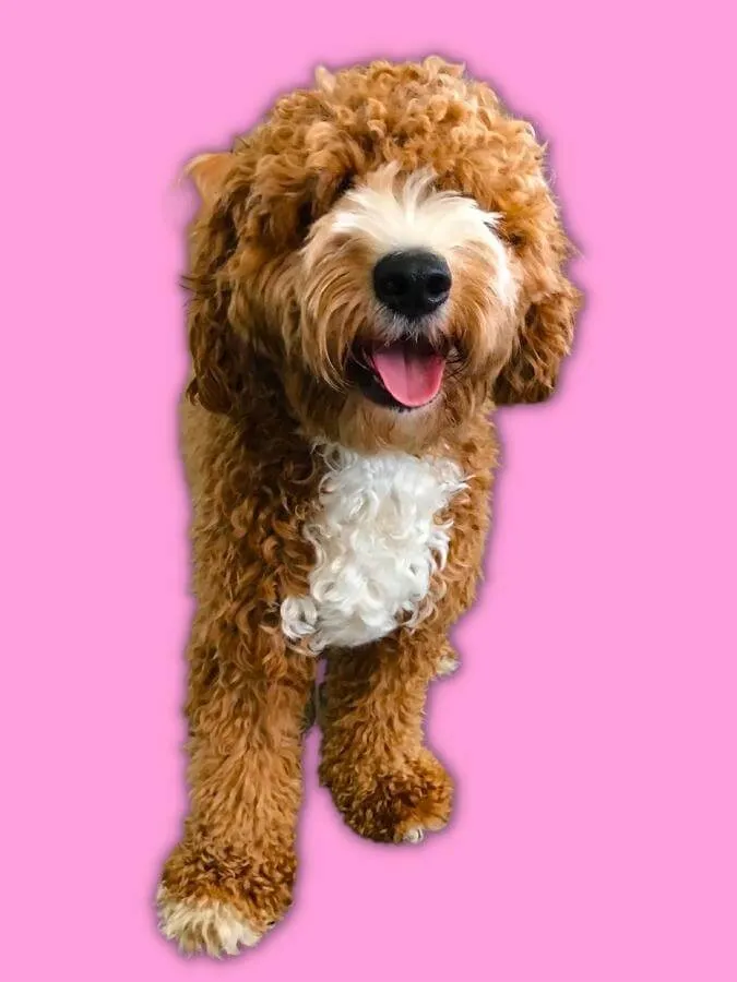 Red tuxedo Goldendoodle