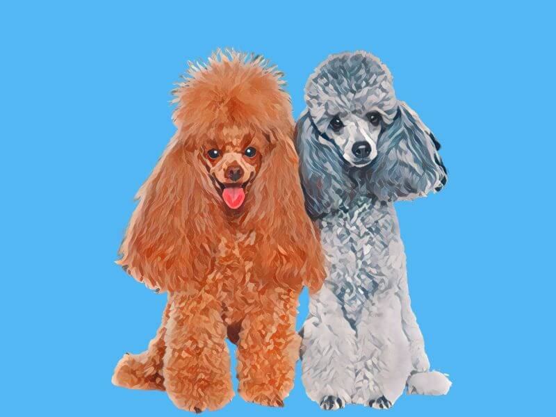 Painted portrait of two Toy Poodles sitting next to each other