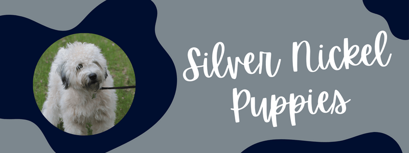Navy blue and gray decorative banner with text reading "silver nickel puppies"
