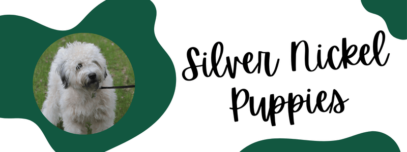 Green and white decorative banner of silver nickel puppies breeder