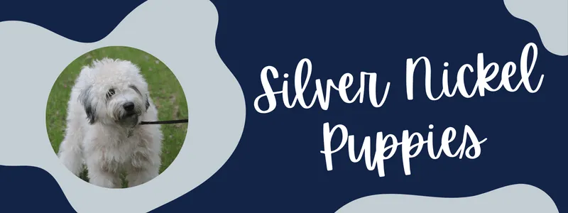 Decorative navy and grey banner of text reading "silver nickel puppies breeder"