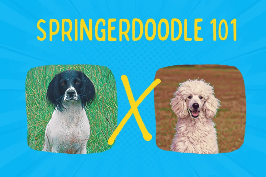 Springer spaniel next to a poodle with springerdoodle text above them