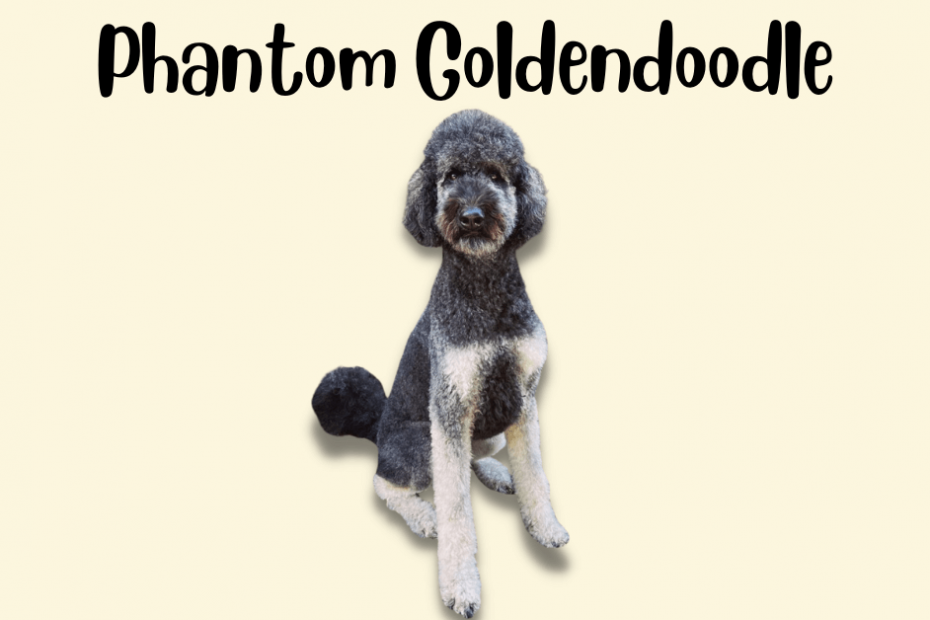 phantom goldendoodle text above a black phantom goldendoodle dog