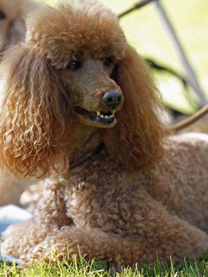 Apricot-colored Standard Poodle sitting on the grass