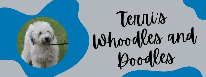 Decorative banner of Terri's Whoodles and Doodles