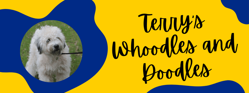 Blue and gold banner with terry's whoodles and doodles text