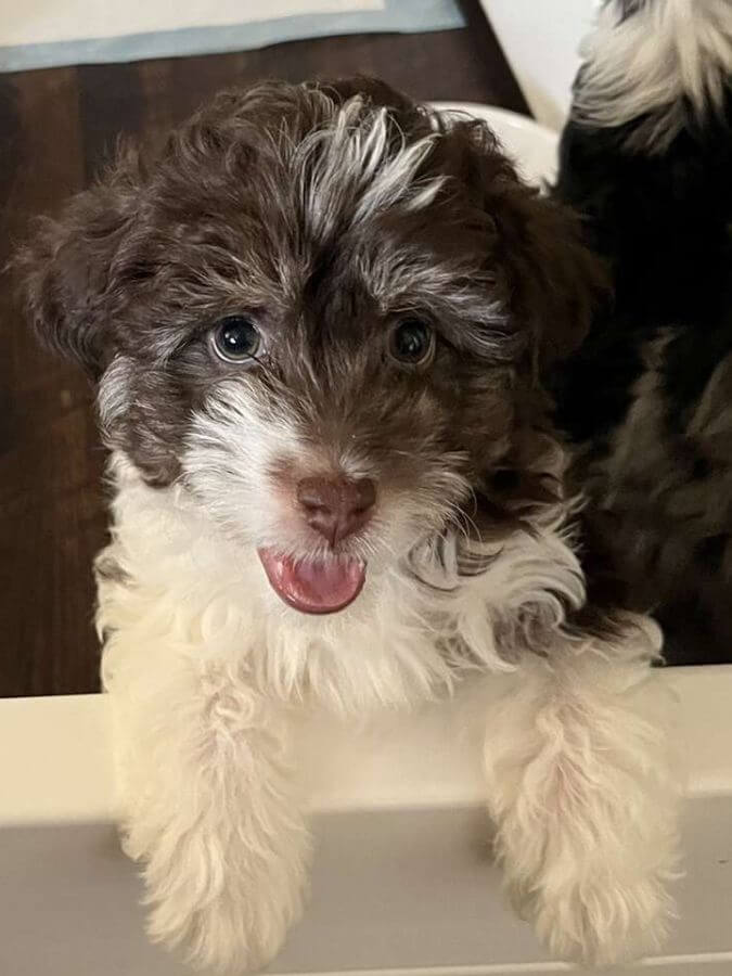 A Toy Aussiedoodle puppy standing on an indoor gate