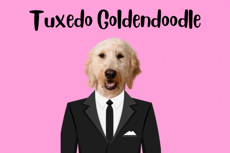 A Goldendoodle wearing a tuxedo with the text Tuxedo Goldendoodle above