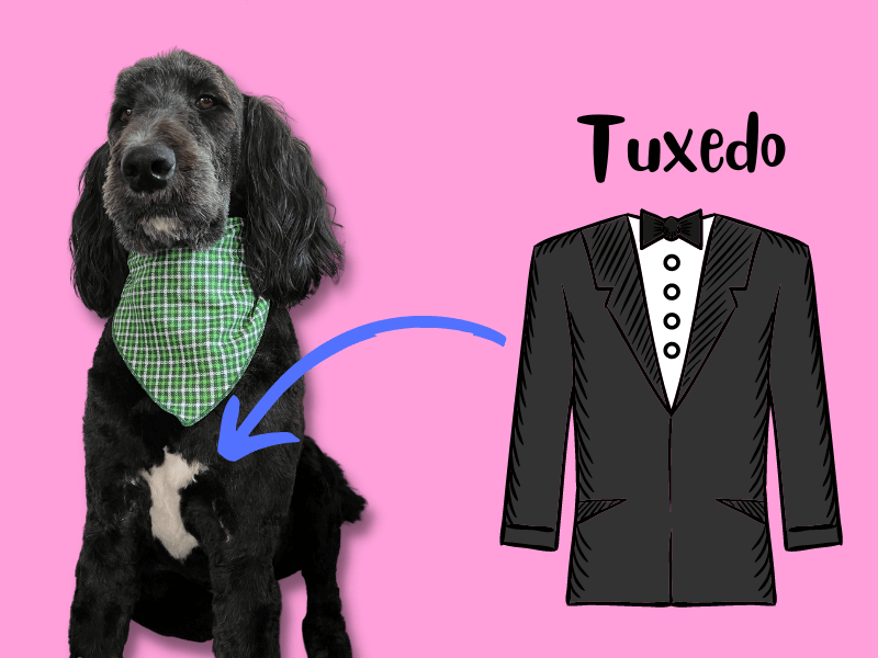 A Doodle dog with the tuxedo coat pattern sitting next to a tuxedo graphic pointing to the dog