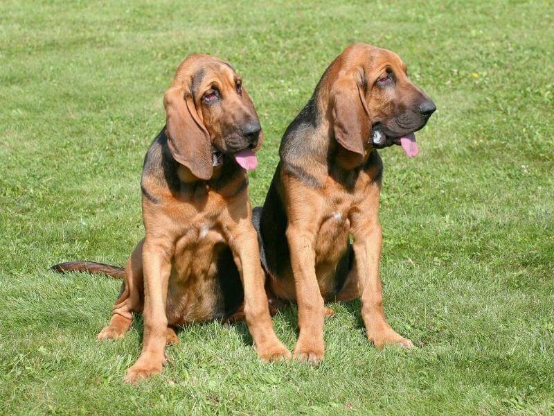 Two adult Bloodhounds sitting next to each other outside on the grass