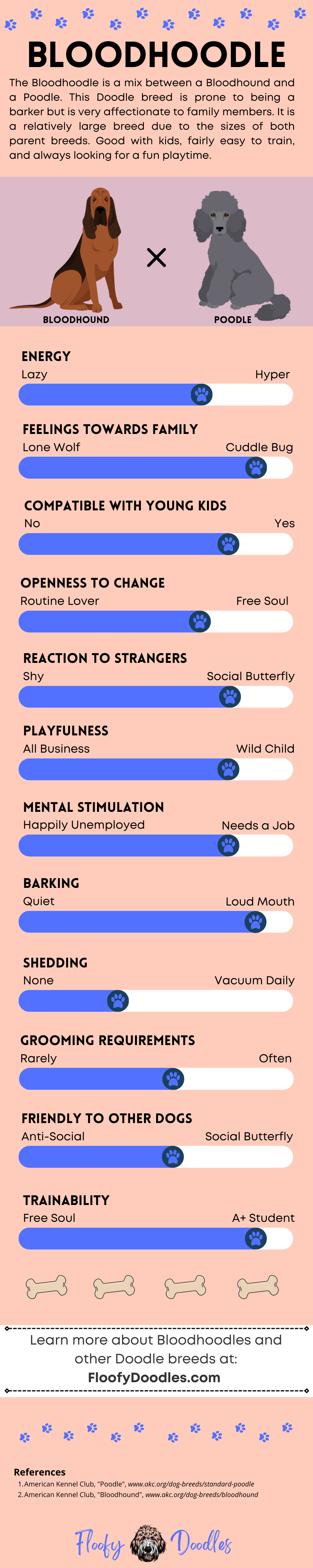 Visual summary of all the traits and characteristics of a bloodhound-poodle mix