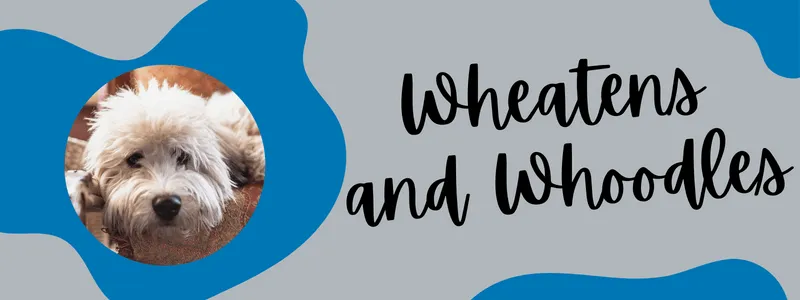 Decorative banner of Wheatens and Whoodles
