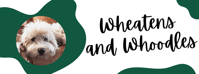 Green and white decorative banner of wheatens and whoodles breeder