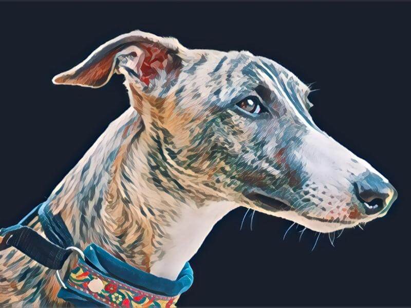 Artistic painting of the face of a Whippet dog