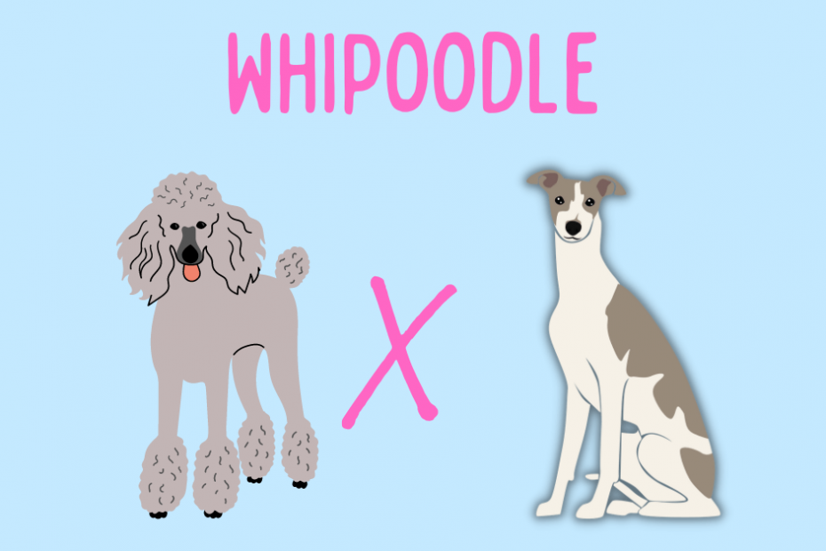 Cartoon Poodle and Whippet dog under text that reads "Whipoodle"