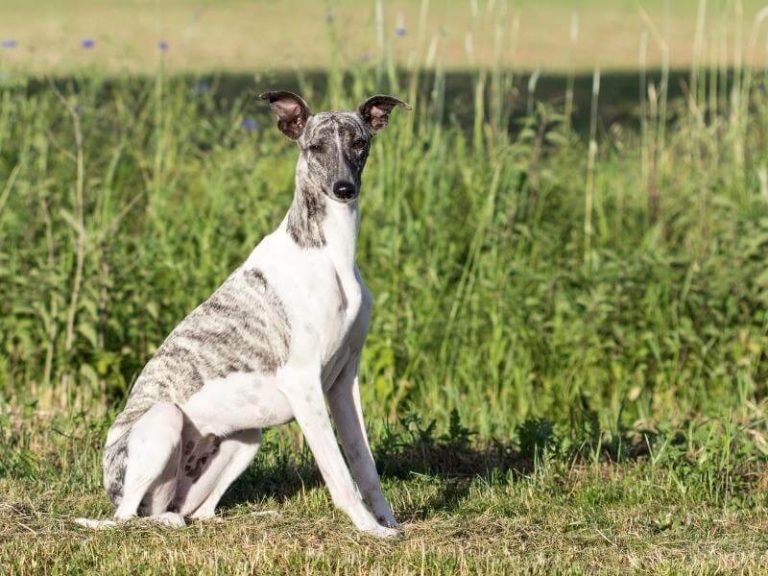 Whipoodle: The Whippet Poodle Mix [Breed Guide]