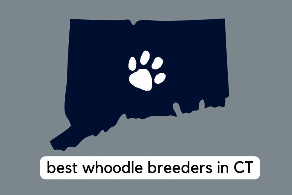 State of Connecticut with text reading "best whoodle breeders in CT"