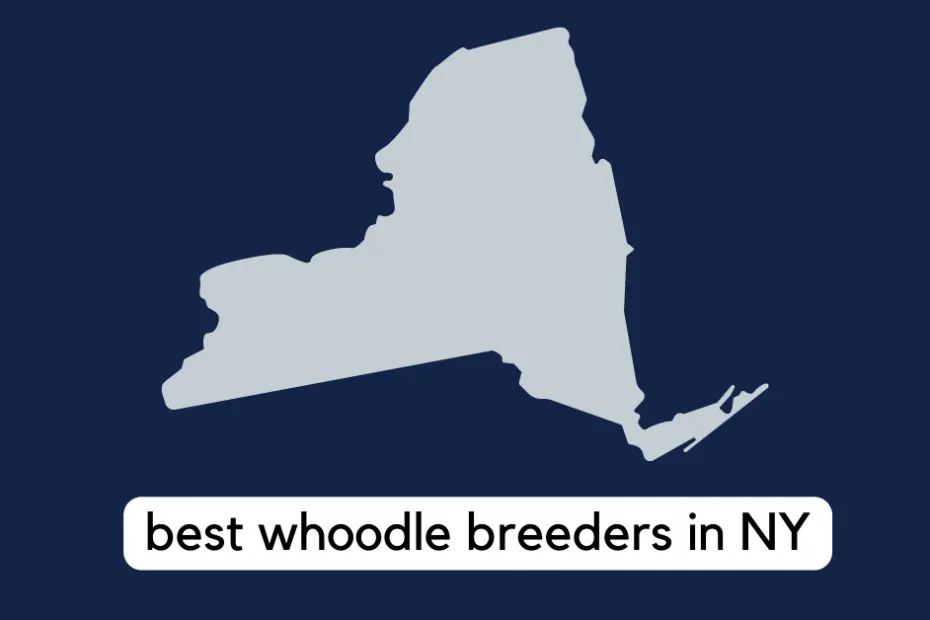 state of new york with text reading "best whoodle breeders in ny"