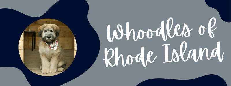 Navy blue and gray decorative banner with text reading "whoodles of rhode island"