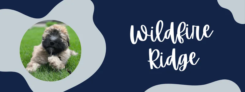 Decorative navy and grey banner of text reading "wildfire ridge"
