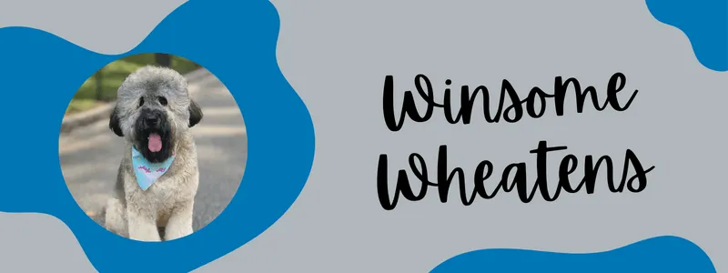 Decorative banner of Winsome Wheatens