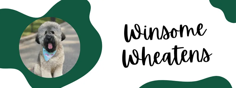 Green and white decorative banner of winsome wheatens breeder