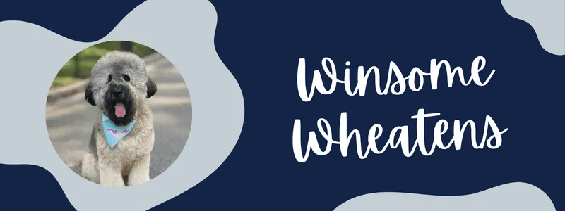 Decorative navy and grey banner of text reading "winsome wheatens"