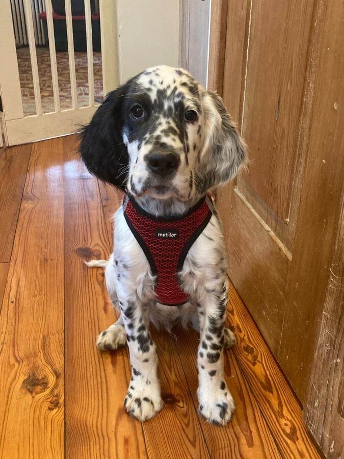 English Setter puppy sitting on a wooden floor