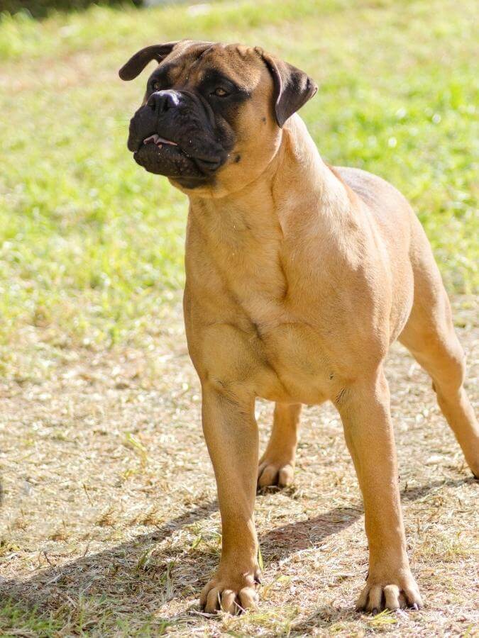 Fawn-colored Bullmastiff standing outside on the grass