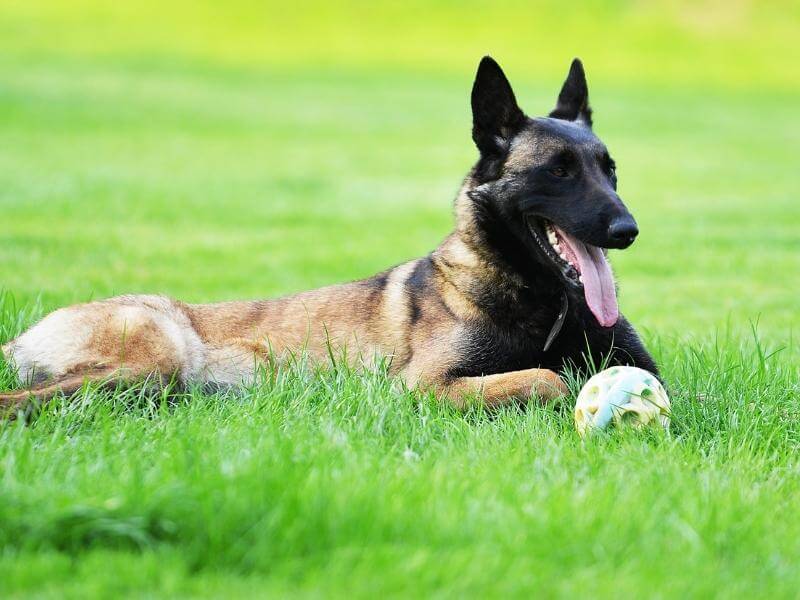 Belgian Malinois laying outside with a ball