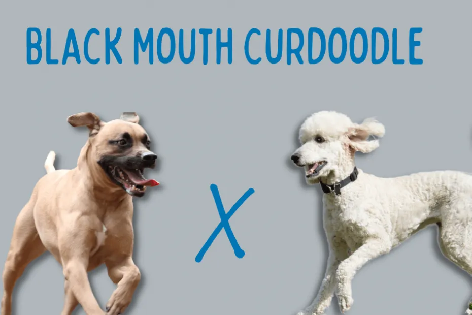 black mouth cur and poodle next to each other