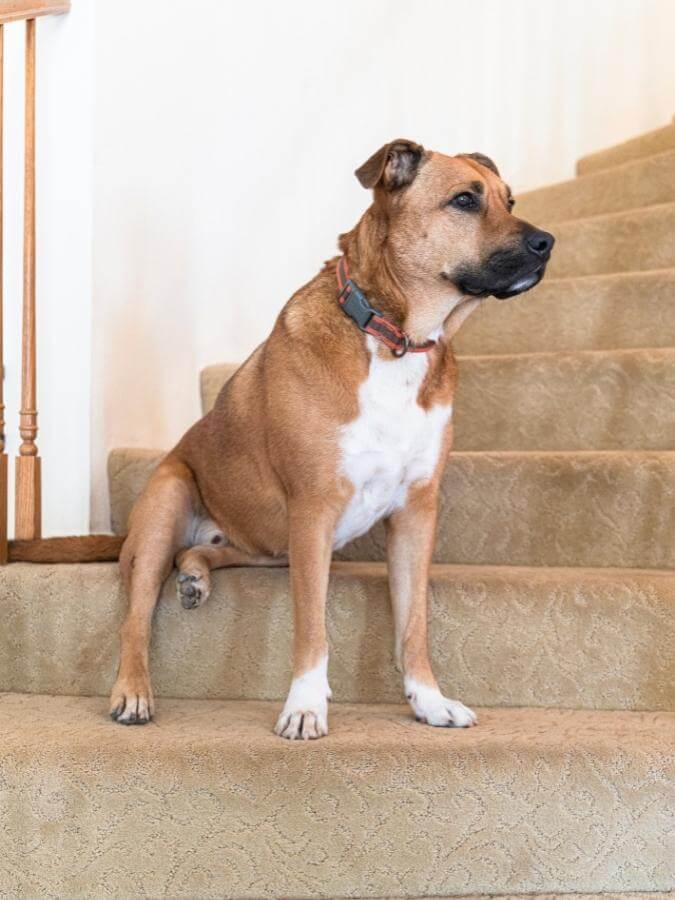Black Mouth Cur dog sitting on the steps inside a house