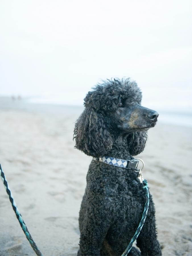 Adult black-colored standard Poodle sitting on the beach