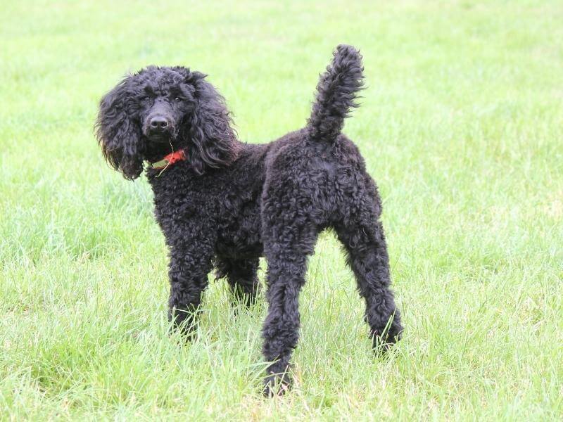Black standard Poodle standing outside in the grass