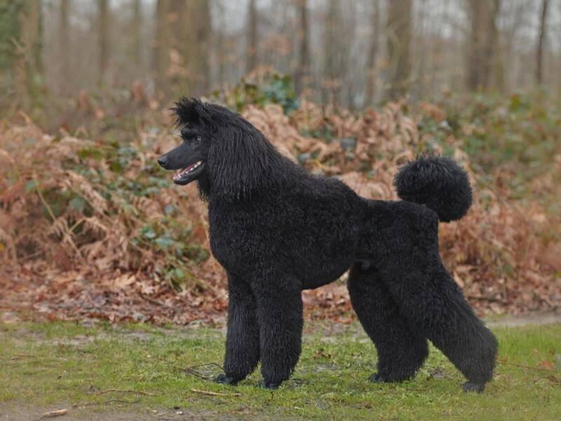 A black-colored adult Standard Poodle standing outside